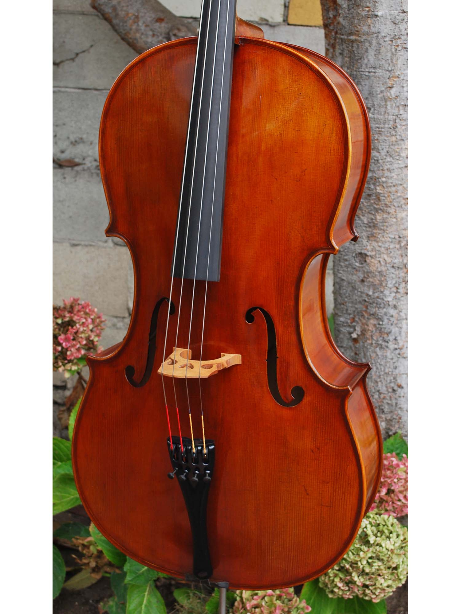 Eastman model 830 Poplar 7/8 Cello