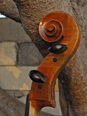 Vivo Limited 4/4 Cello